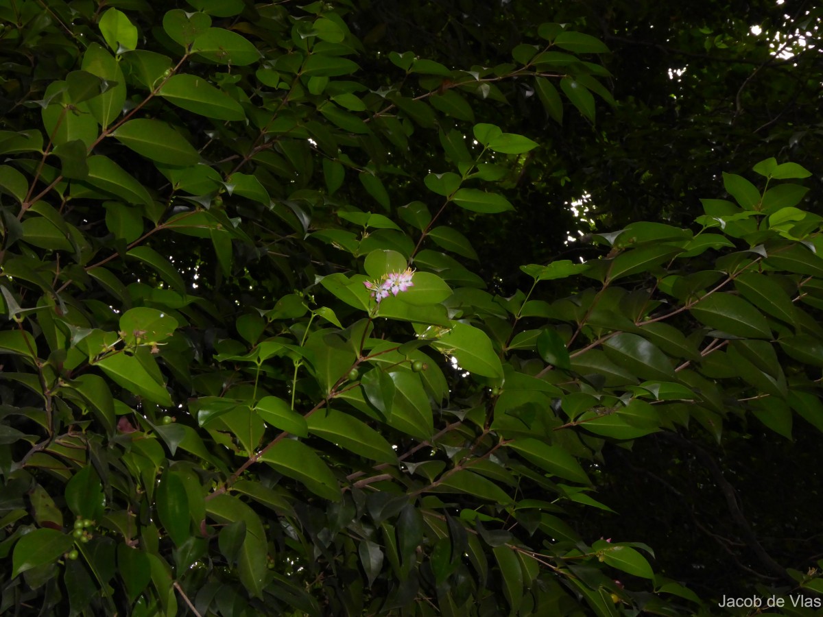 Mouriri guianensis Aubl.
